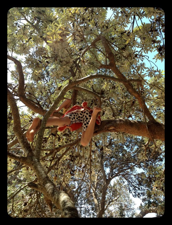 torakina tree kangaroo