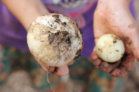 the biggest clove ever