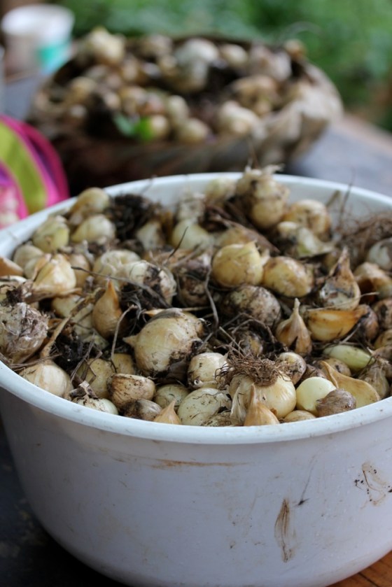 thankyou to the growers