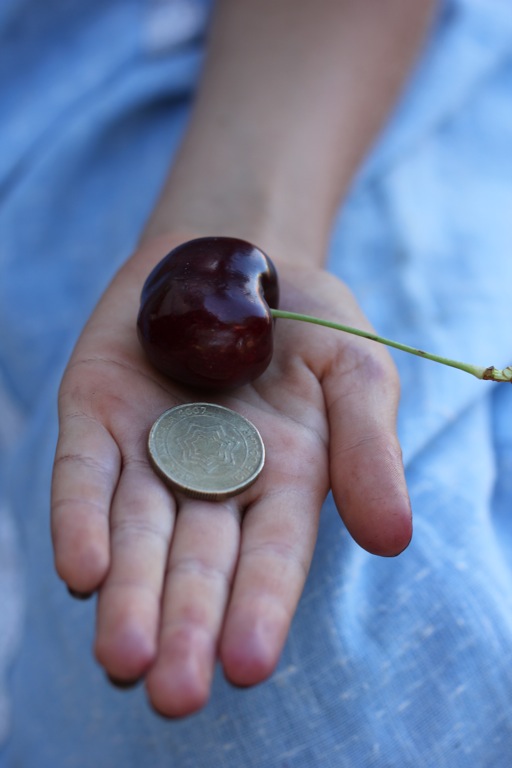 giant cherries grow round ere...